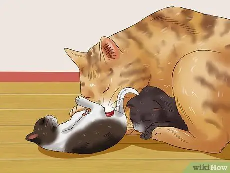 Уход за новорожденными котятами Шаг 10 Уход за новорожденными котятами Шаг 10