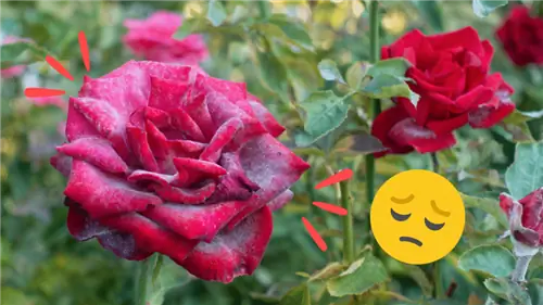 5 распространенных болезней розового куста (как их распознать и лечить)