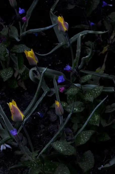 Элспет Дидерикс, Kolpakowskiana & Pulmonaria, 2015, архивная пигментная печать, 47-1/4 x 31-1/2 дюйма, издание 5 Элспет Дидерикс, Kolpakowskiana & Pulmonaria, 2015, архивная пигментная печать, 47-1/4 x 31-1/2 дюйма, издание 5