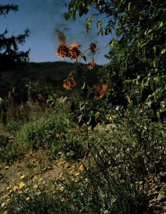 Элспет Дидерикс, Flameflower, 2009, архивная пигментная печать, 59 x 45-3/4 дюйма, выпуск 5 Элспет Дидерикс, Flameflower, 2009, архивная пигментная печать, 59 x 45-3/4 дюйма, выпуск 5