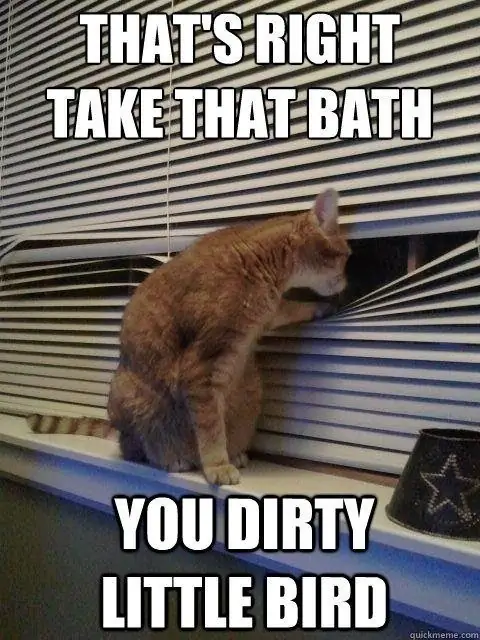 Cat-Animal-Memes Cat-Animal-Memes