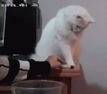 мудаки кошки мудаки кошки