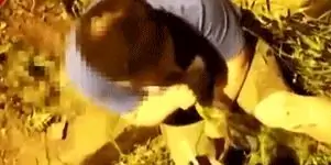 есть траву есть траву