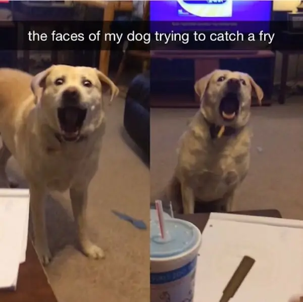 Funnt22 Funnt22