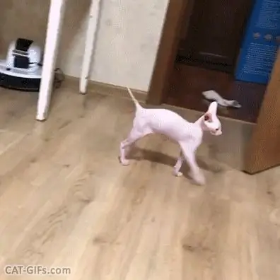 Прыгающая кошка Флэш Прыгающая кошка Флэш