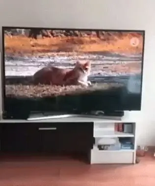 Кошка-Долт Кошка-Долт