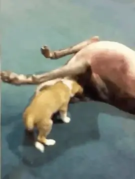 Щенячья любовь Щенячья любовь