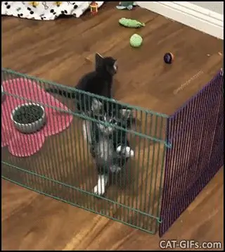 Ты, кошка, посади меня в клетку! Ты, кошка, посади меня в клетку!