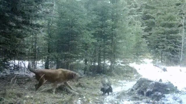 Запах Запах