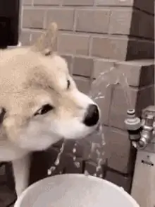 жажда утолена жажда утолена