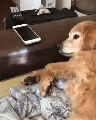 Режим Air Bud