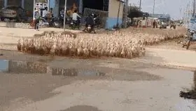 Утка, утка, утка, утка, утка, утка, утка…