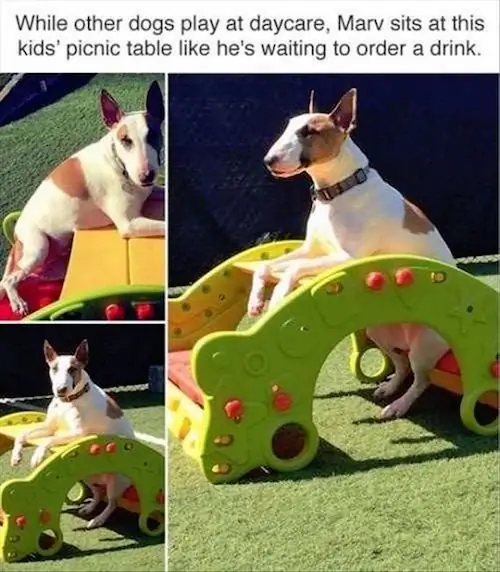 6_funny_photos_10_10_16