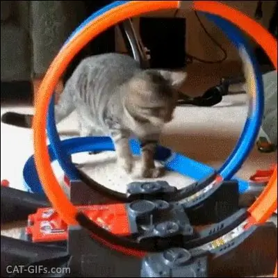Кошачья дорожка Кошачья дорожка