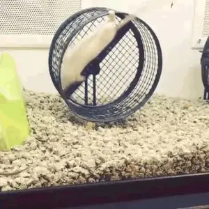 Мышка-Go-Round Мышка-Go-Round