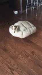 Не хватает только звукового эффекта Скуби-Ду Не хватает только звукового эффекта Скуби-Ду