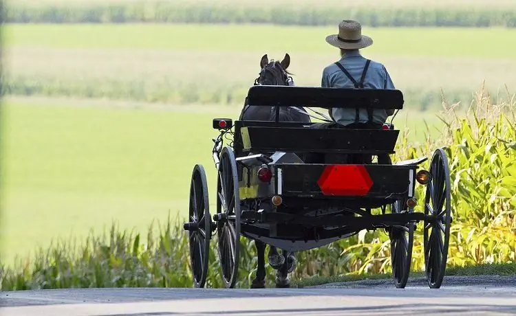Гений-предприниматель из амишей запускает «лошадь-и-повозку» «Amish Uber»