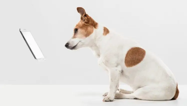 4 способа использовать Pet Tech, чтобы стать лучшим владельцем собаки