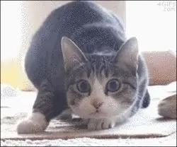 3. Что кошки не так уж и плохи 3. Что кошки не так уж и плохи