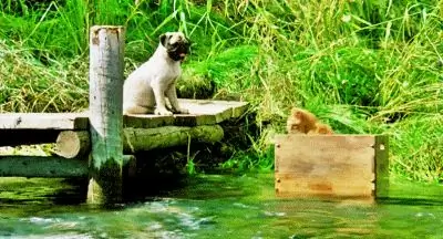 «Приключения Майло и Отиса» «Приключения Майло и Отиса»