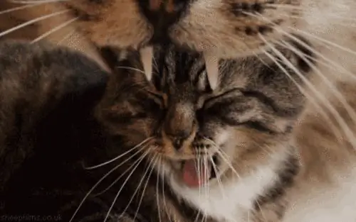 2. Кошки 2. Кошки