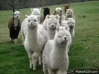 Альпаки Альпаки