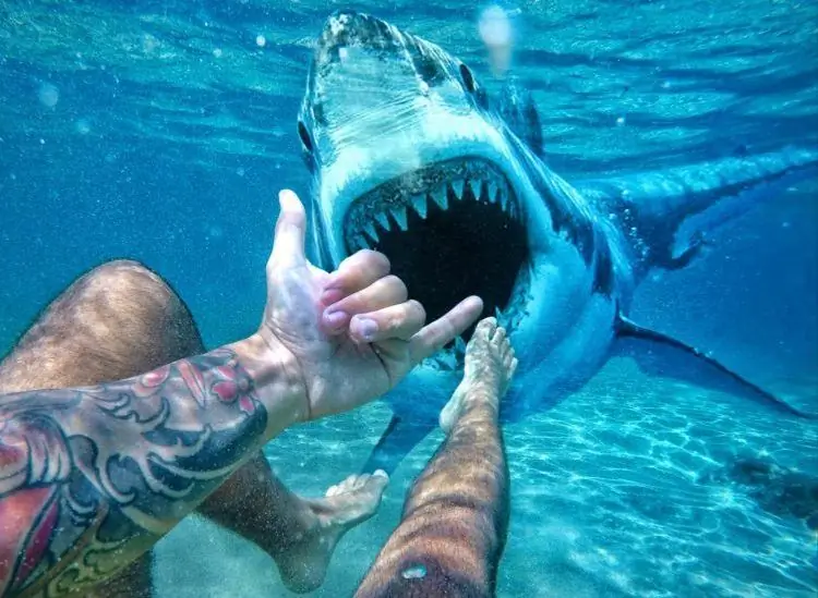 Лучшее пиво, чтобы отведать Shark Week