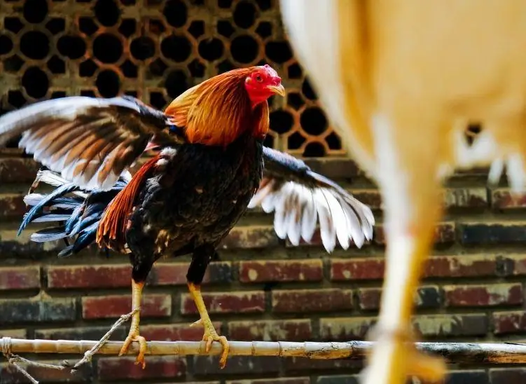 Fast Food Fight: Popeyes и Chick-fil-A Play Chicken in Twitter Beef