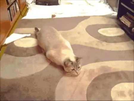 Встряхнуть хижину кота Встряхнуть хижину кота