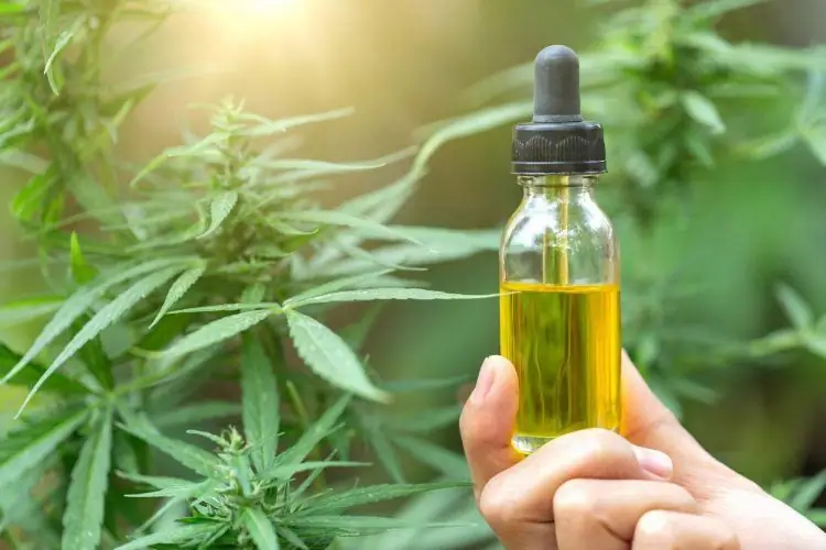 CBD становится профессионалом: 7 продуктов каннабиса, лидирующих в высшей лиге
