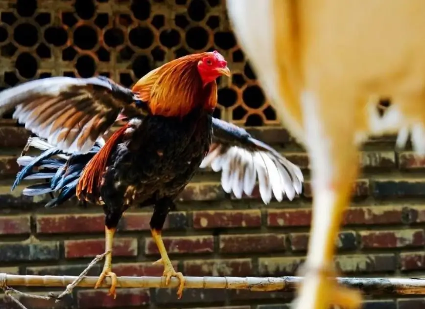 Fast Food Fight: Popeyes и Chick-fil-A Play Chicken в Twitter Beef Fast Food Fight: Popeyes и Chick-fil-A Play Chicken в Twitter Beef