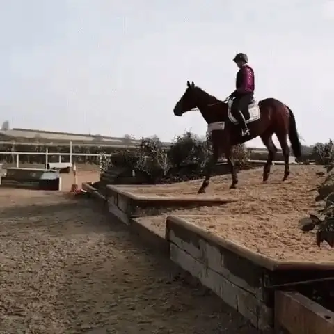 Верховая езда Верховая езда