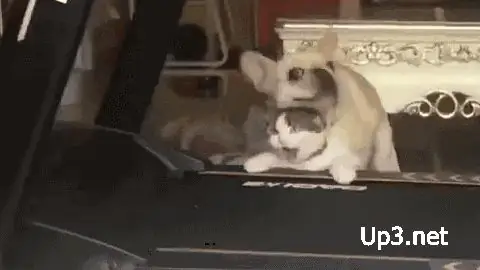 Мы не животные Мы не животные