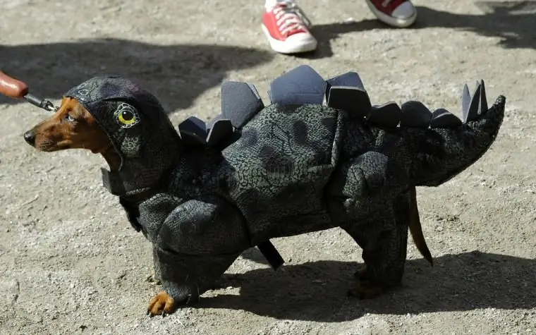 Собака в костюме дракона