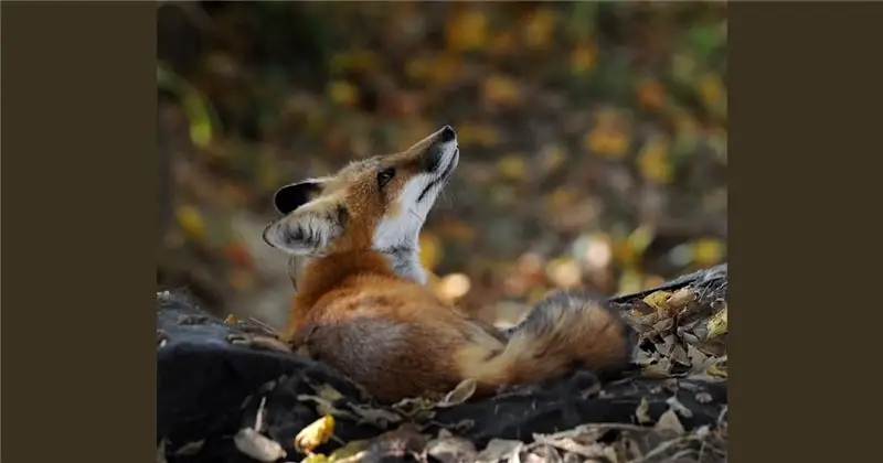 'Fall' влюблен в удивительных существ осени's