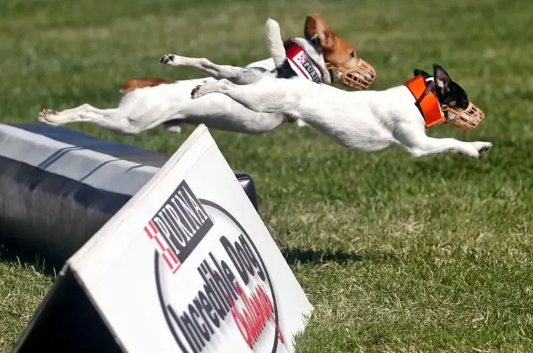 Собаки соревнуются в гонках с барьерами Incredible Jack Russell в национальном финале Purina Incredible Dog Challenge Собаки соревнуются в гонках с барьерами Incredible Jack Russell в национальном финале Purina Incredible Dog Challenge