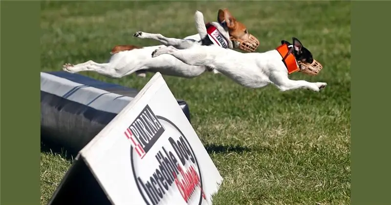 Чертовски хорош! Невероятное испытание для собак Purina