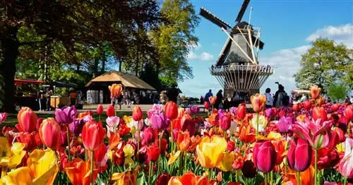 Краткая история тюльпанов, также известных как tulpen