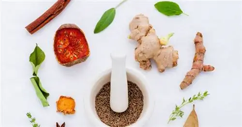 Польза рагу из имбиря, куркумы и лемонграсса для беременных
