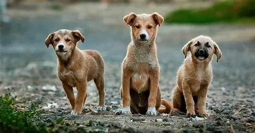 5 симптомов бешенства Собаки, часто жующие неестественные предметы