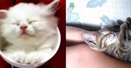 12 милых фотографий спящих кошек, такие очаровательные