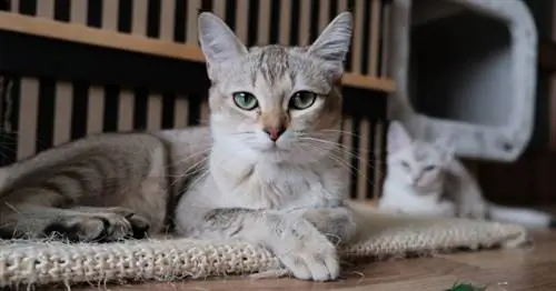 5 способов приручить диких кошек, которые нужно продолжать тренировать