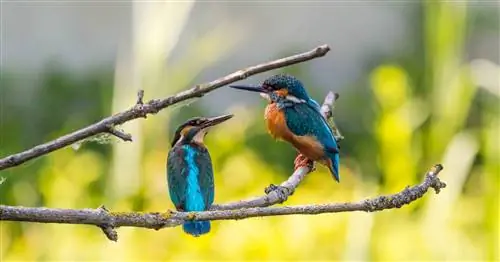Image Image