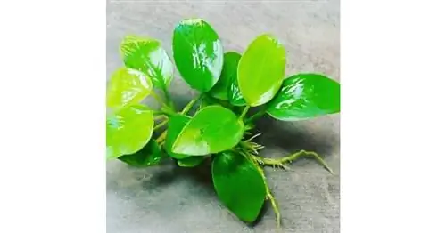 Image Image