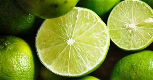 5 простых способов вырастить лайм дома