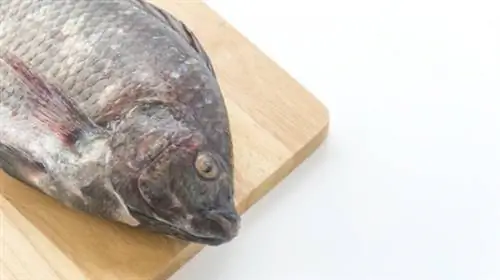 Вкусно и дешево: 8 рецептов прикорма на основе тилапии