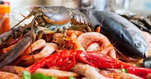 Когда можно давать морепродукты в виде прикорма?