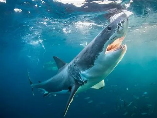 «Sharktivity» - приложение для наблюдения за большими белыми акулами, о котором вы даже не подозревали