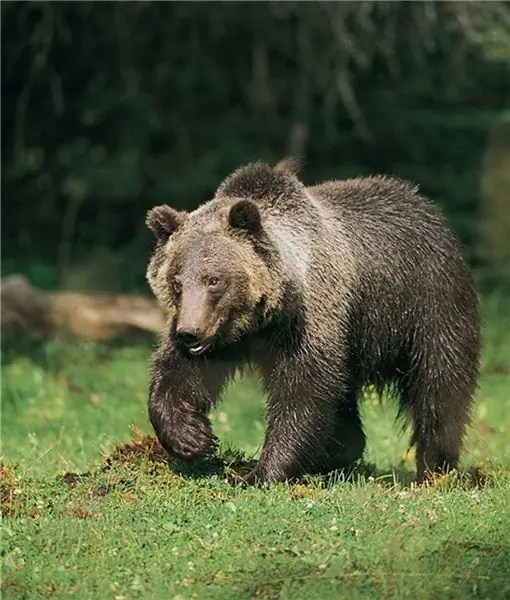 животные, приносящие удачу животные, приносящие удачу
