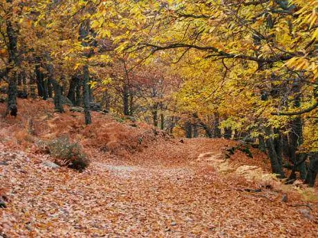 картина картина